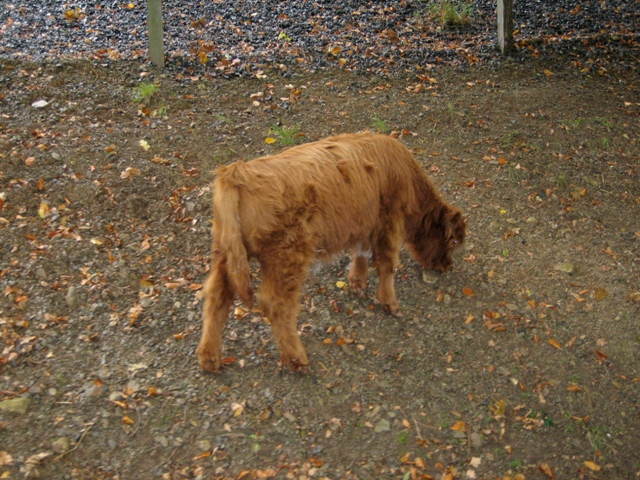 Saint-Michel - Borzée 2007